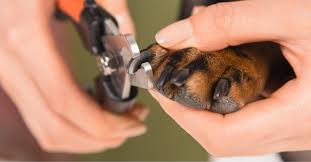 Happy Paw Nail&nbsp;Trims